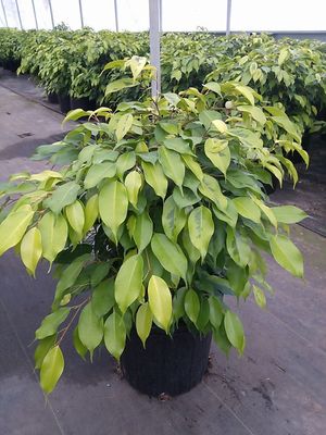 Ficus Marguerite
